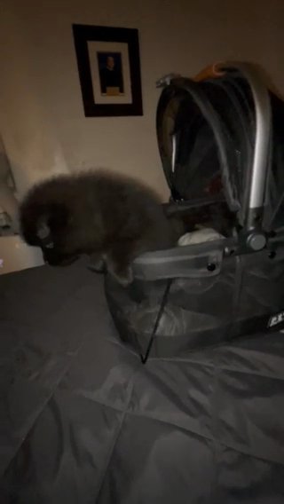 ? Black Pomeranian Puppy ? in Phoenix, Arizona