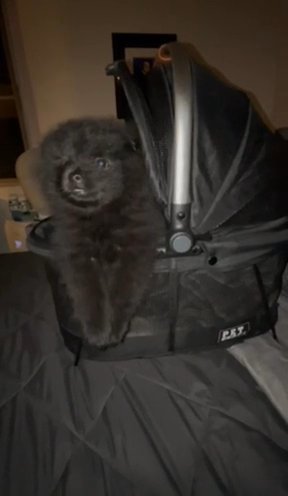 ? Adorable Black Pomeranian Puppy ? in Phoenix, Arizona