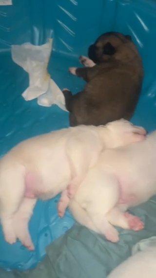 German shepherd husky puppies in Burleson, Texas