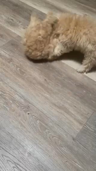 Pure Poodle in Stockton, California