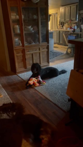 Standard Poodles in Tucson, Arizona