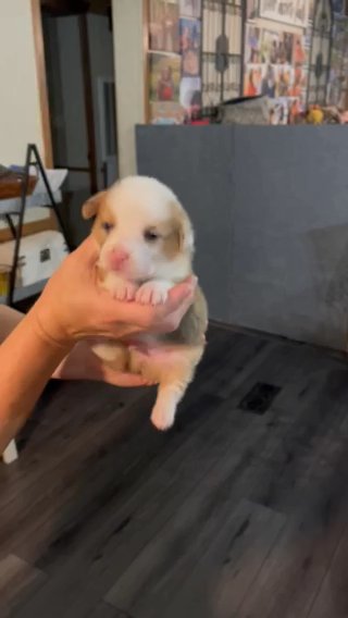 Corgi Puppies in Clinton, Tennessee