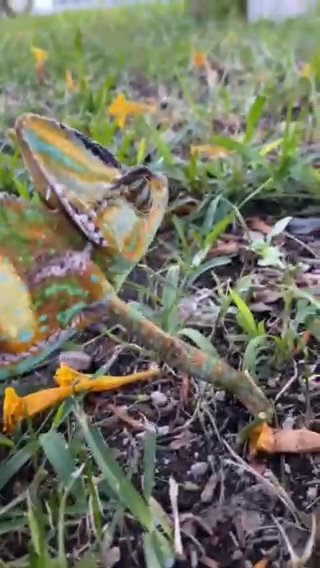 ?[LAST DAY AND CHANCE!] VEILED CHAMELEON [FOR SALE 50% OFF!] in Los Angeles, California