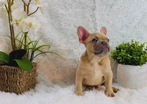 French Bulldog Puppy Male Pet Home in Dayton, Ohio