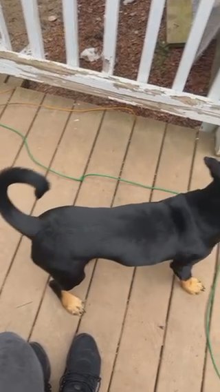 pit mix puppy in Stoughton, Massachusetts