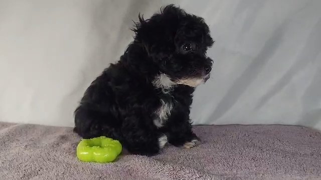 Maltipoo CKC female in Gaffney, South Carolina