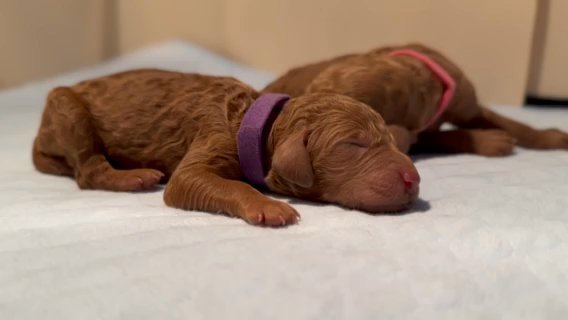 Red Standard Poodle in Fort Myers, Florida