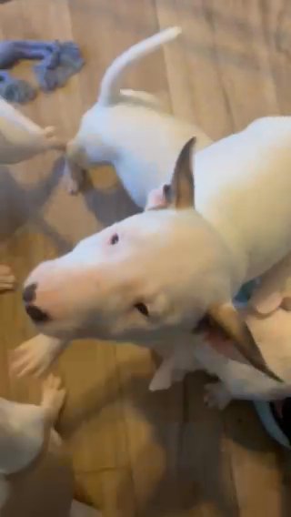 Bull Terriers in Fayetteville, North Carolina