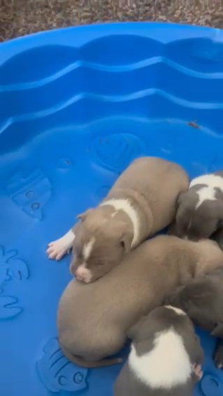 Blue mix with bully in Detroit, Michigan