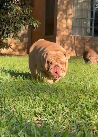 Mr. Pepe, Lilac Sable Merle stud in TX in Dallas, Texas