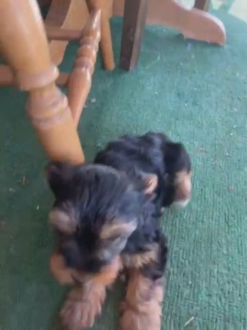 Yorkies in Colton, California