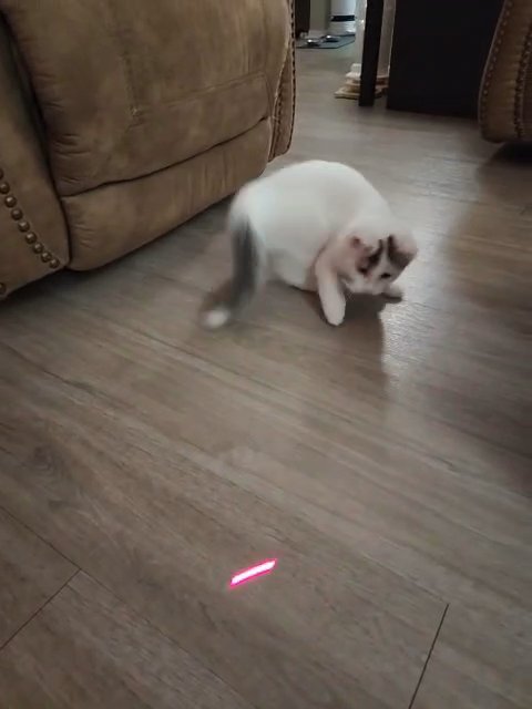 Turkish Van Mix in West Bloomfield, Michigan