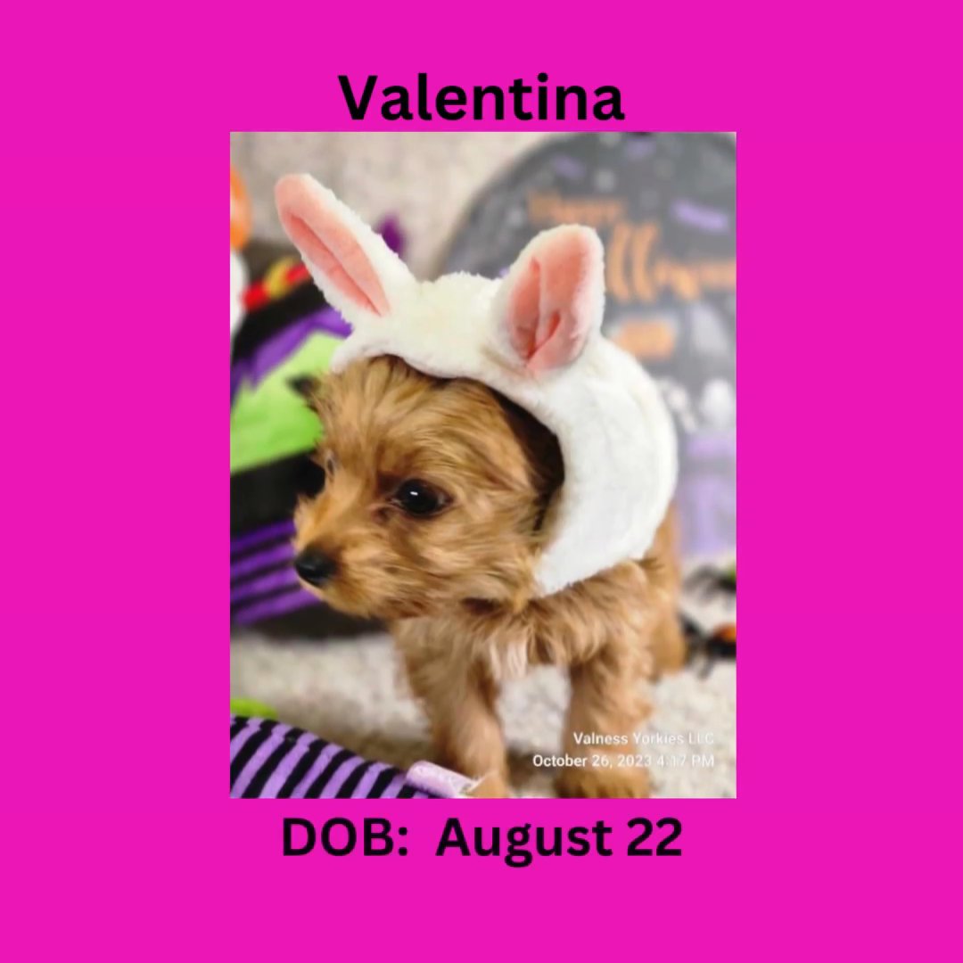 Valentina CKC in Washington, District of Columbia