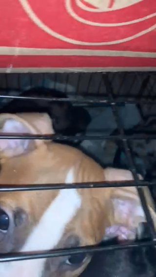 Boy Merle Pitbulls in Florida City, Florida