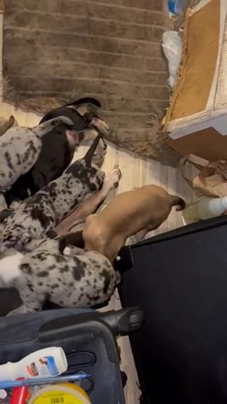 Merle Pitbull Terrier Puppies in Florida City, Florida