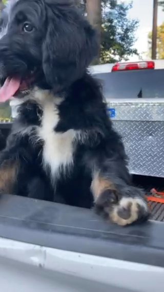 Bernedoodle Male in Raleigh, North Carolina