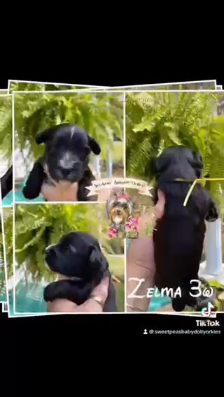 3 Weeks Old Yorkshire Terriers in Clarksville, Tennessee