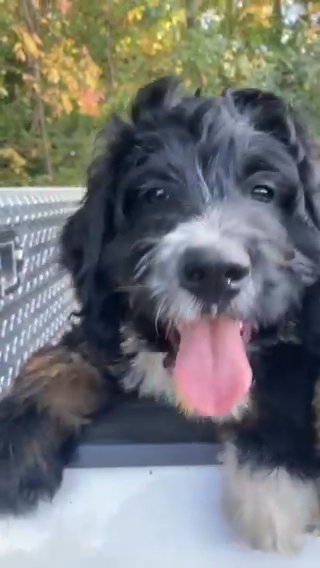 Bernedoodle Male in Raleigh, North Carolina