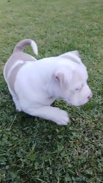 Rocco Pocket Bully in Reading, Pennsylvania