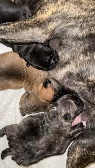 newborns are only 1 week old, they are ready for the end of November❤️‍?? in Houston, Texas