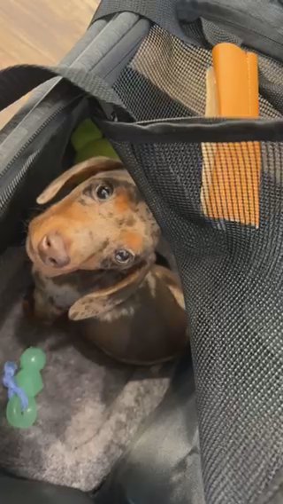 Mini Dachshund in Houston, Texas