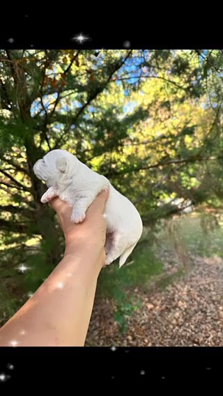 AKC Maltese in Columbia, South Carolina