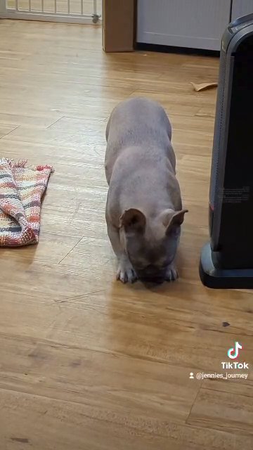 AKC female French Bulldog in Forest Park, Georgia