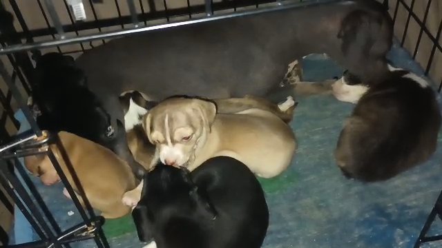 chihuahua pups in Aiken, South Carolina
