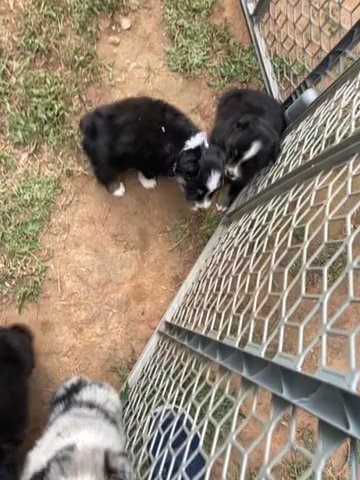 Australian Shepherds For Sale in LaGrange, Georgia