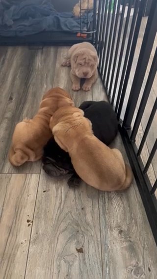 AKC REGISTERED CHINESE SHARPEI in Delhi, California
