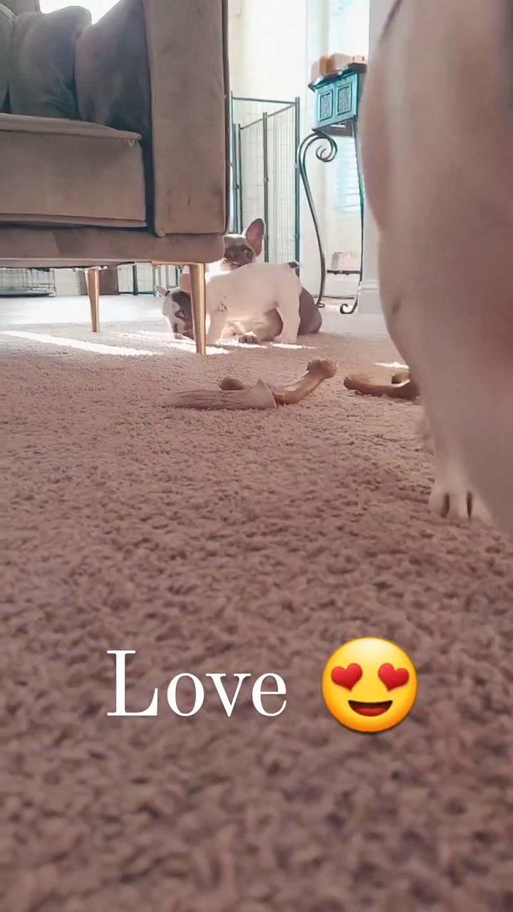 Merle Pied French Bulldog Pup in Chino Valley, Arizona