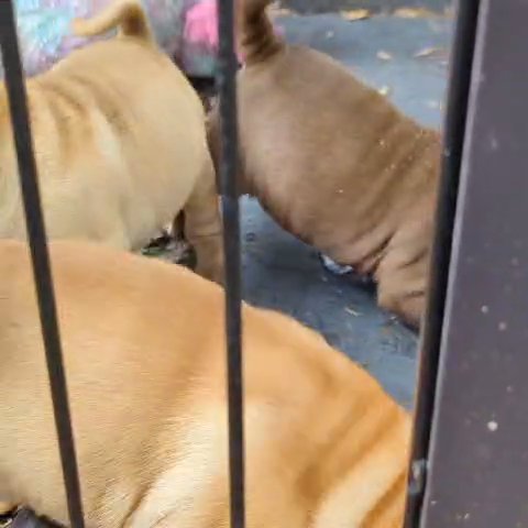 jt's Shar pei pups in Orlando, Florida