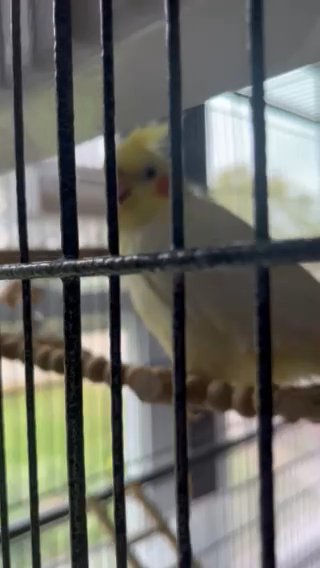 4 Birds in Joliet, Illinois