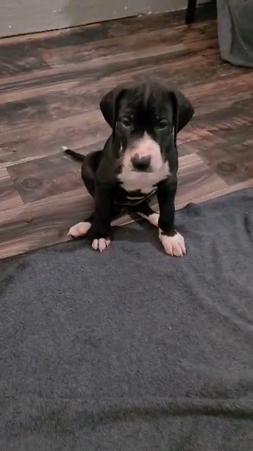 Great Dane Female in Sikeston, Missouri