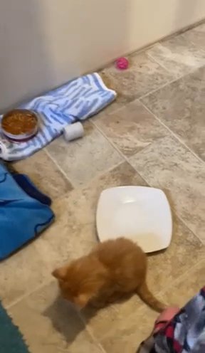 One Kitten Left in Ashland, Oregon