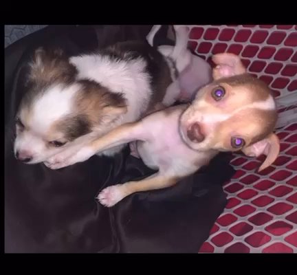 Chihuahua Puppies in Edmond, Oklahoma