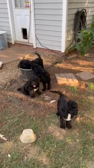 Black standard poodle pups for sale in Raleigh, North Carolina