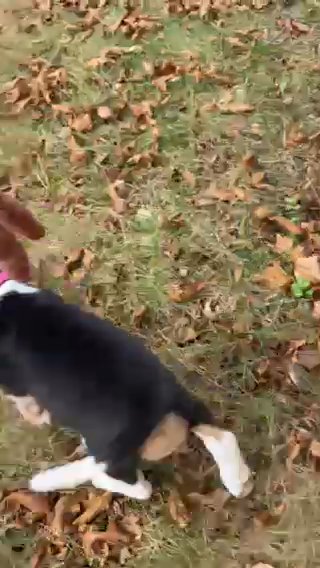 Sophie in Springfield, Missouri