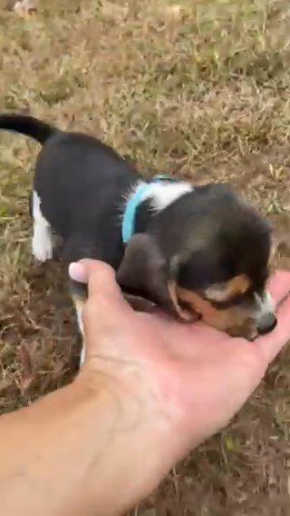 Stella in Springfield, Missouri