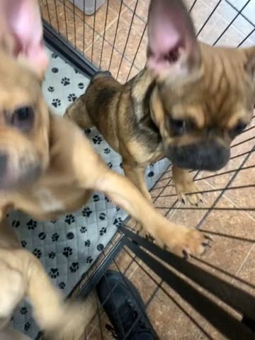 AKC French Bulldog Pups in Durham, North Carolina