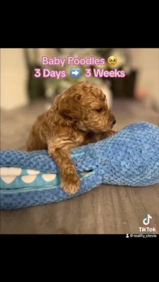 Moyen Poodle Puppies ? ?? Ready 11/19/23 in Charlotte, North Carolina