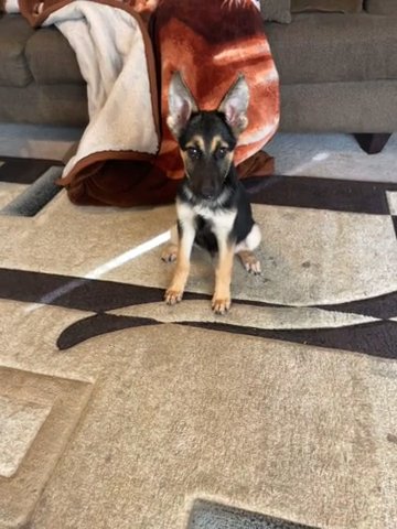 German Shepherd Dog for Sale in Humble, Texas