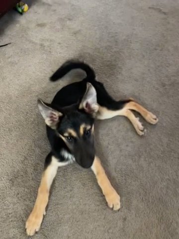 German Shepherd Puppy in Humble, Texas
