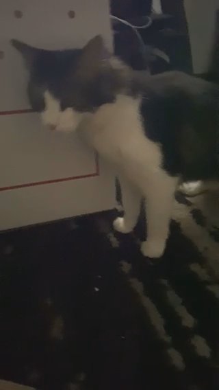 3yr Old Female Cat For Sale in Denver, Colorado