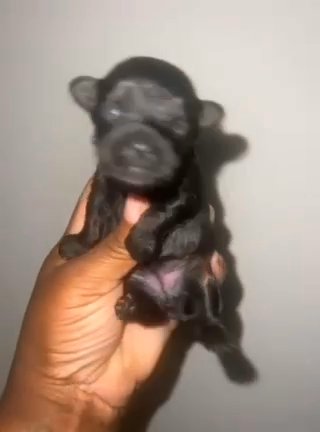 Kb black female Yorkies in Houston, Texas