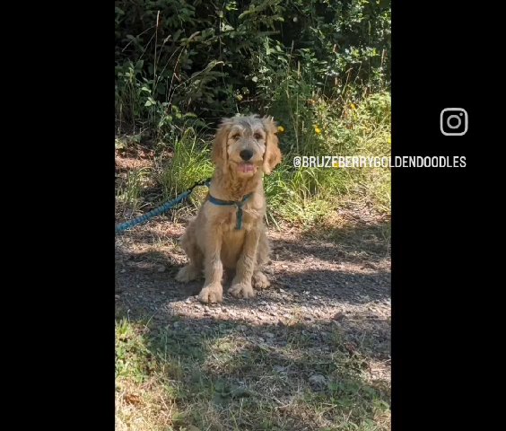 F1 Standard Goldendoodle in Astoria, Oregon