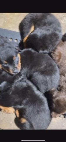 German Rottweiler Puppies For sale! in Chicago, Illinois