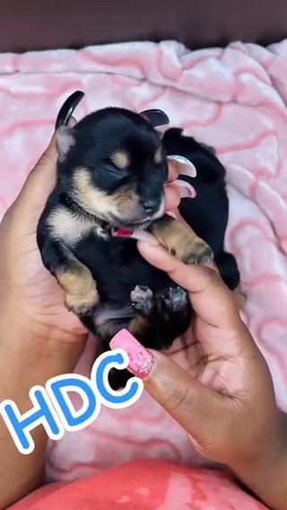 Yorkie Pup in Newport News, Virginia