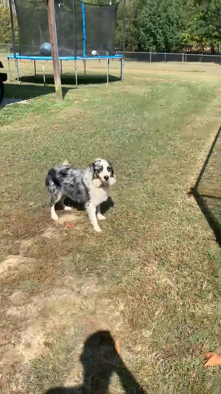 Belle in Dalton, Georgia
