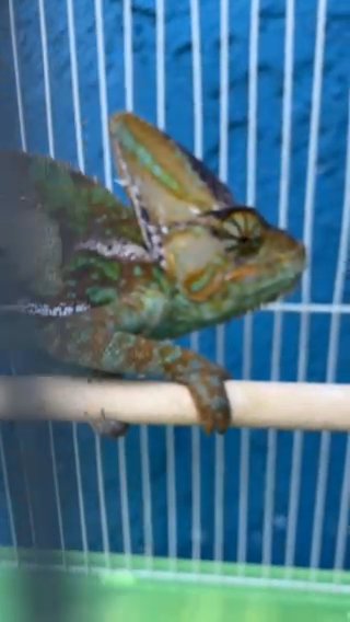 [LAST DAY 8hr LEFT  CHANCE!]🦎VEILED CHAMELEON [FOR SALE 50% OFF!] in Los Angeles, California